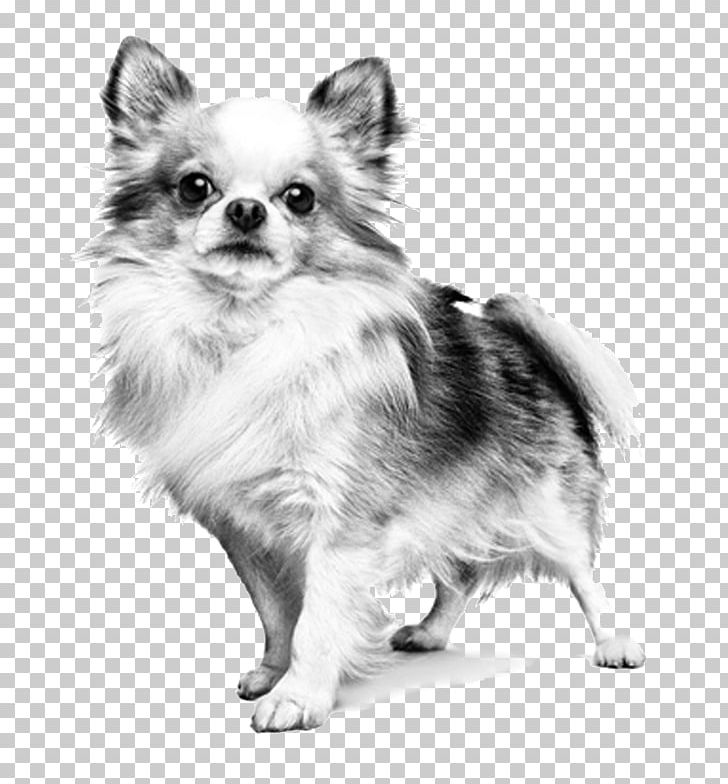 German Spitz Klein Chihuahua Pomeranian Dog Breed Puppy PNG, Clipart, Animals, Black And White, Breed, Carnivoran, Cat Free PNG Download