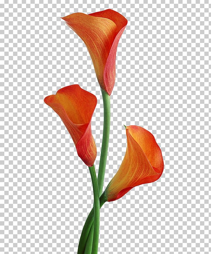 Arum-lily Flower PNG, Clipart, Alismatales, Arum, Arum Family, Arum Lilies, Arumlily Free PNG Download