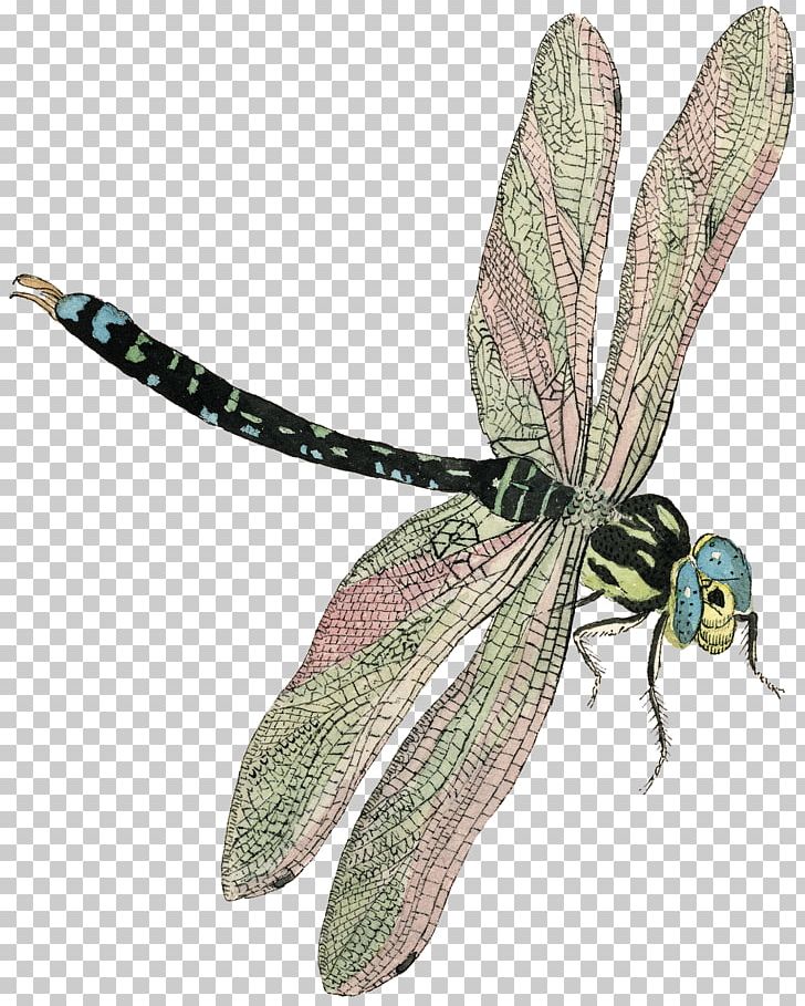 Dragonfly Insect Brown Hawker Butterfly PNG, Clipart, Arthropod, Brown Hawker, Butterflies And Moths, Butterfly, Dragonflies And Damseflies Free PNG Download