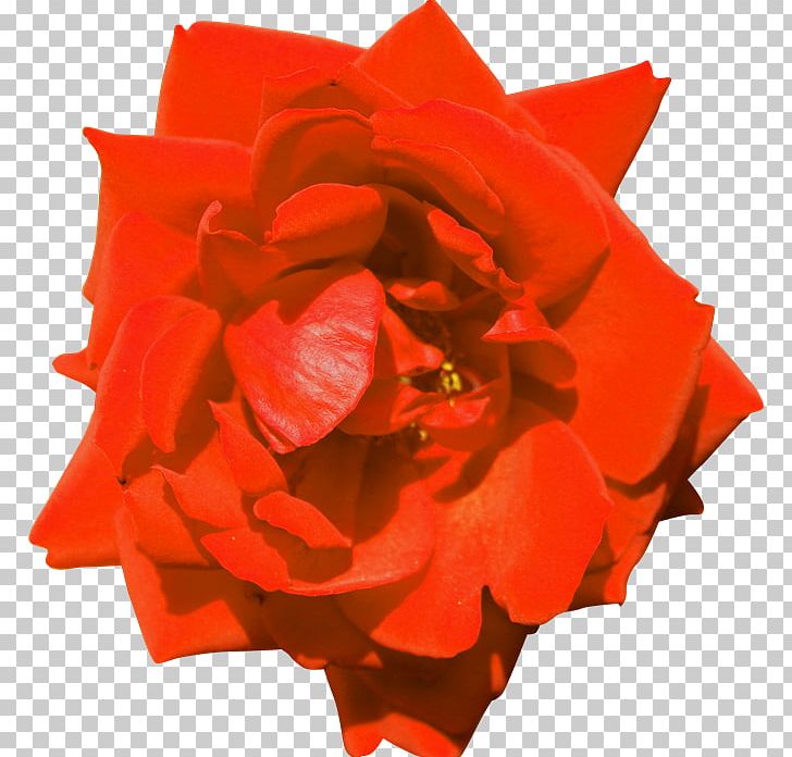 Garden Roses Floribunda Flower PhotoScape PNG, Clipart, Blog, Computer Network, Cut Flowers, Floribunda, Flower Free PNG Download