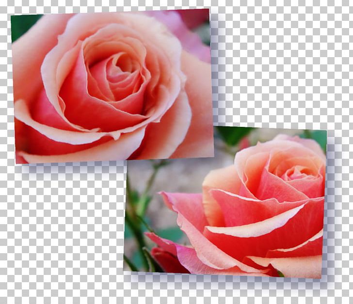 Garden Roses Petal Flower PNG, Clipart,  Free PNG Download