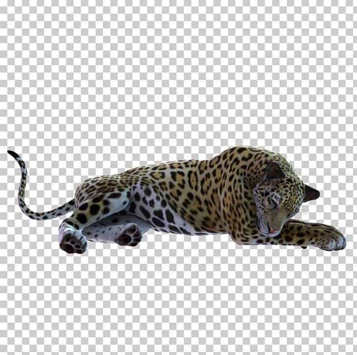 Leopard Jaguar Cheetah Fauna Wildlife PNG, Clipart, Animal, Animals, Big Cats, Carnivoran, Cat Like Mammal Free PNG Download