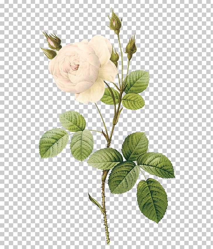 Moss Rose Flower Botanical Illustration Botany Illustration PNG, Clipart, Background White, Black White, Branch, Centifolia Roses, Flowering Plant Free PNG Download