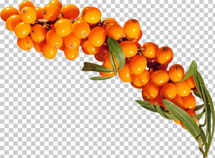 Sea Buckthorns Sea Buckthorn Oil PNG, Clipart, Archive File, Berry, Computer Icons, Download, Food Free PNG Download