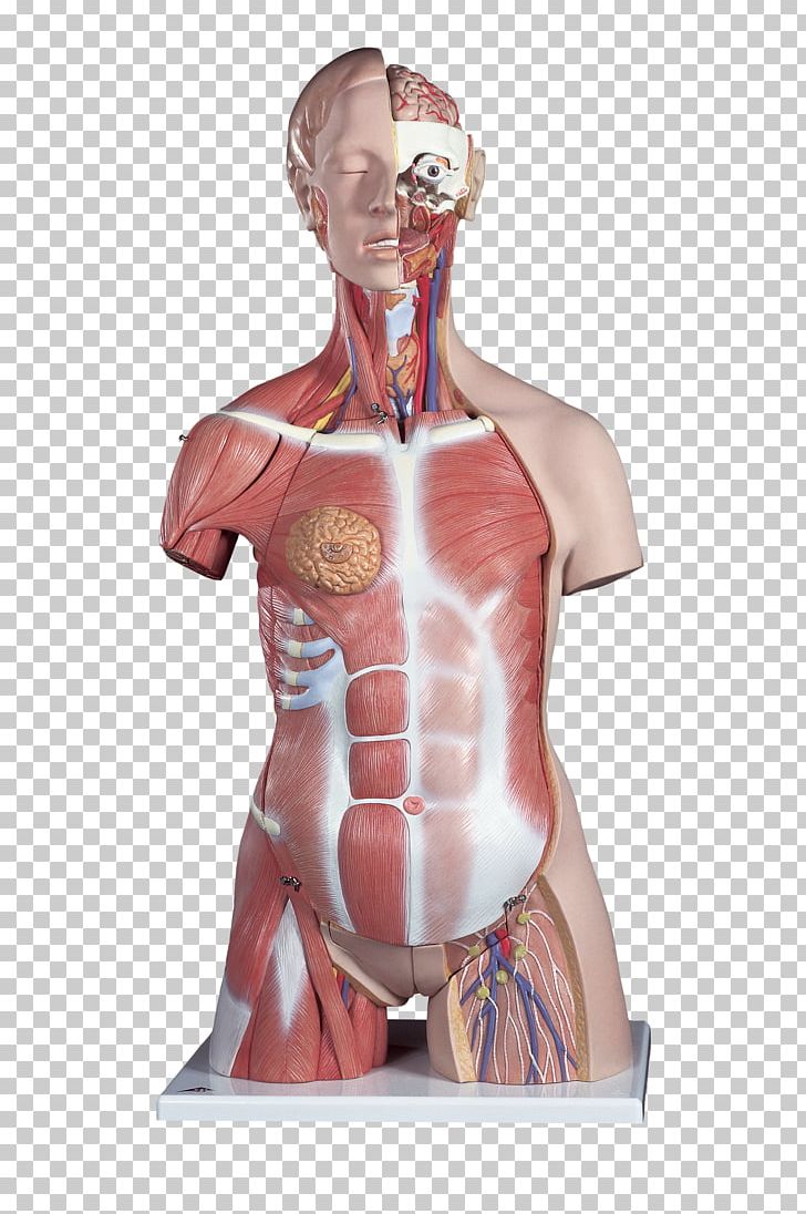 Torso Anatomy Human Body Muscle PNG, Clipart, Abdomen, Anatomy, Arm, Chest, Deluxe Free PNG Download