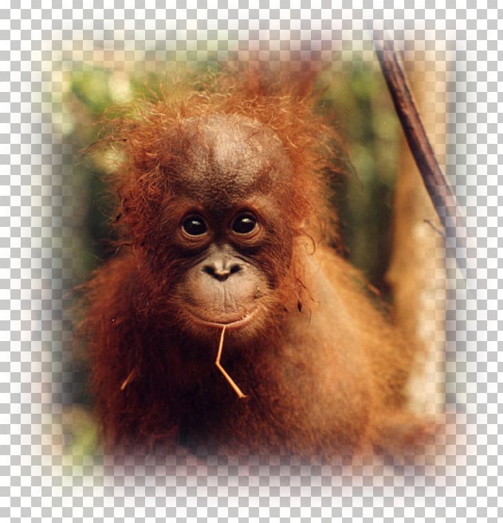 Baby Orangutans Desktop Display Resolution Group PNG, Clipart, 4k Resolution, 1080p, Animal, Animals, Baby Orangutans Free PNG Download