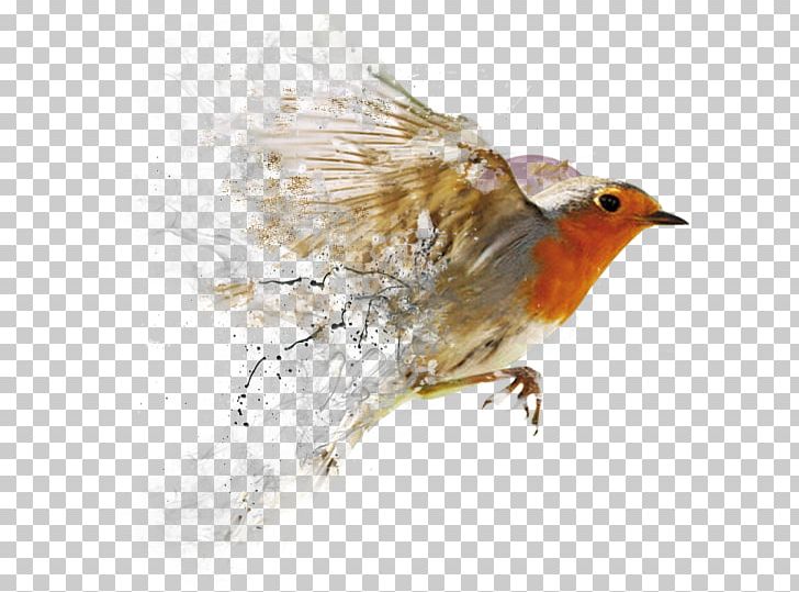 Bird Graphic Designer Web Design PNG, Clipart, Animals, Art, Beak, Bird, Brochard Julien Free PNG Download