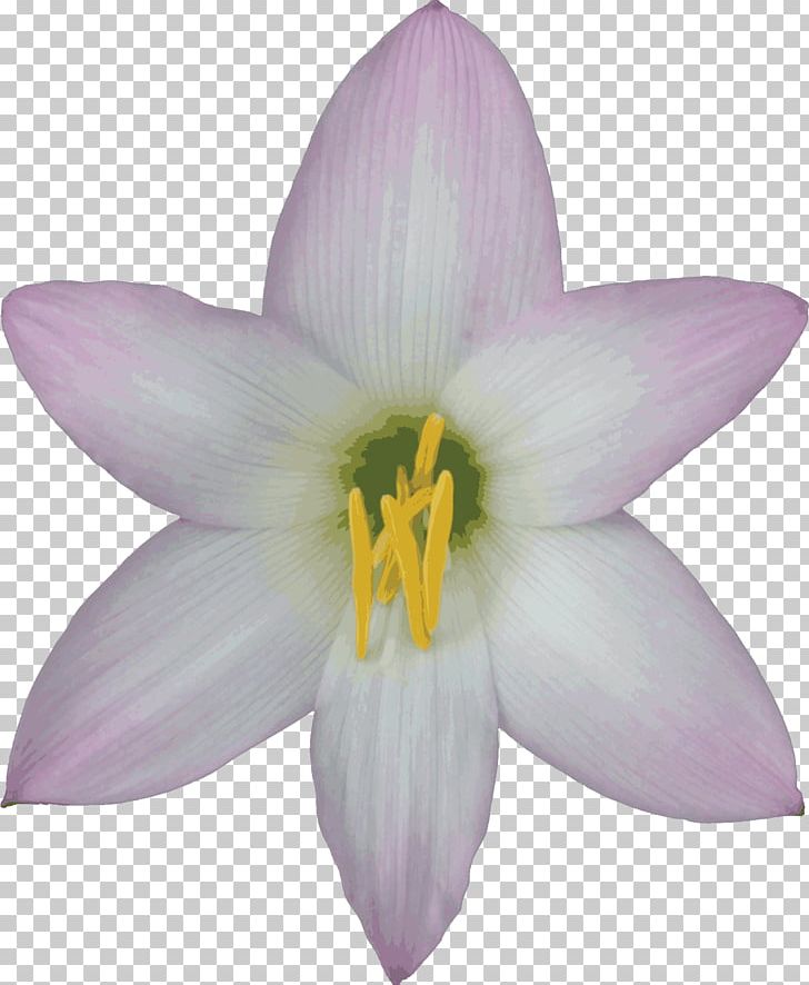 Flower Easter Lily Desktop PNG, Clipart, Common Sunflower, Crocus, Desktop Wallpaper, Drop, Easter Lily Free PNG Download
