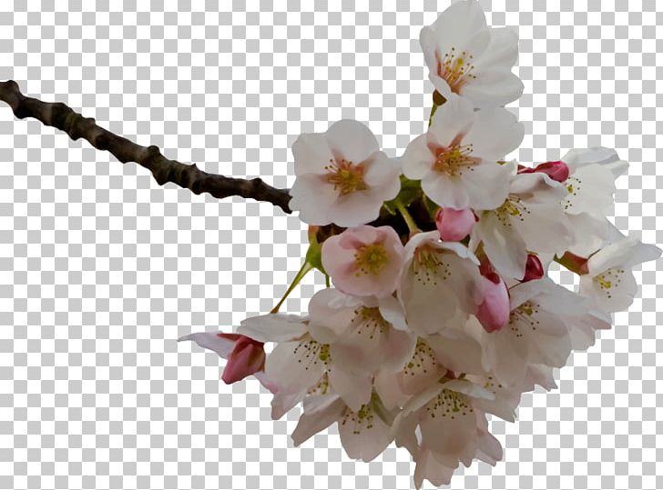 Cherry Blossom Flower PNG, Clipart, Blossom, Branch, Cherry, Cherry Blossom, Computer Icons Free PNG Download