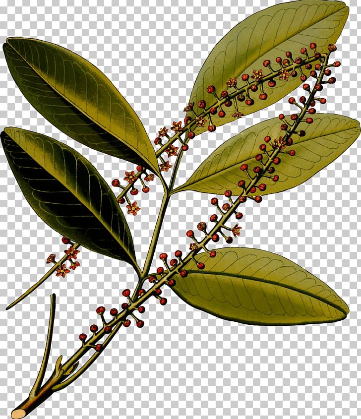 Köhler's Medicinal Plants Jaborandi Pilocarpus Microphyllus Botany PNG, Clipart,  Free PNG Download