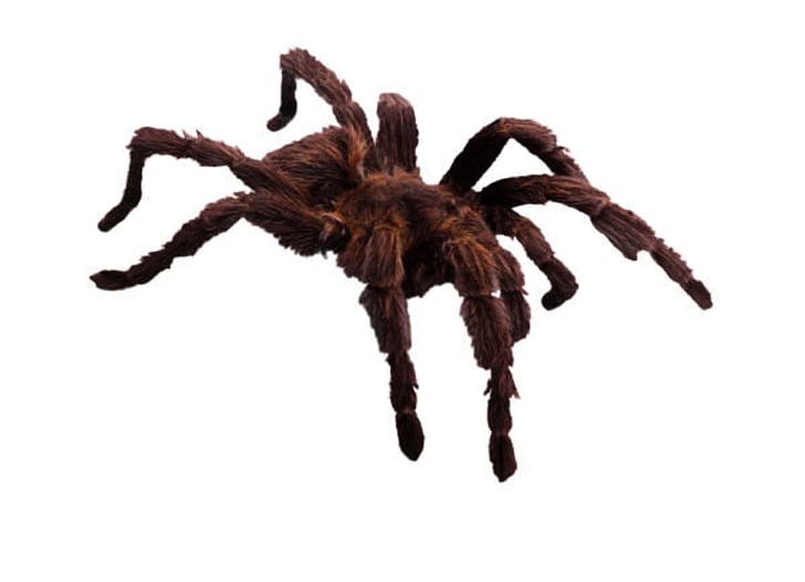 Amazing Spiders Eight Legs PNG, Clipart, Amazing Spiders, Animals, Arachnid, Arthropod, Computer Icons Free PNG Download