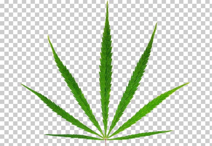 Cannabis Sativa Marijuana Hemp Medical Cannabis PNG, Clipart, Cannabis, Cannabis Culture, Cannabis Sativa, Cannabis Shop, Dispensary Free PNG Download