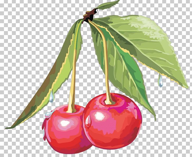 Cerasus Drawing Sweet Cherry PNG, Clipart, Accessory Fruit, Acerola, Acerola Family, Apple, Cerasus Free PNG Download