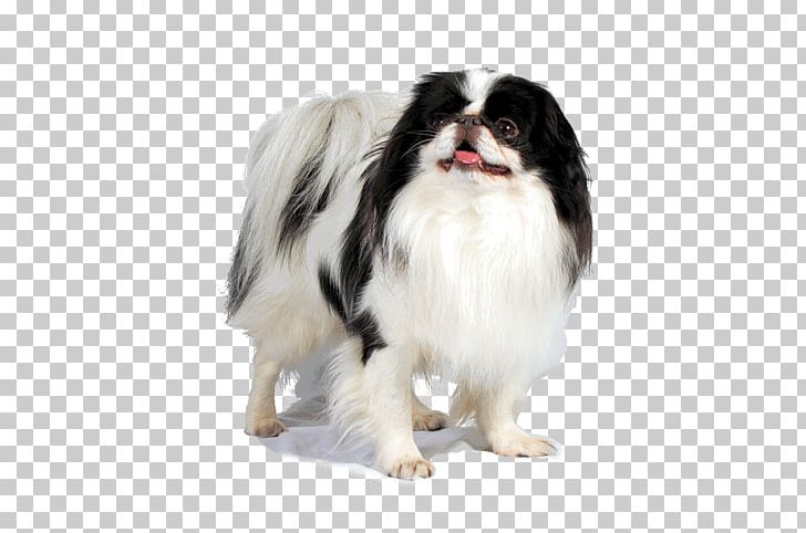 Dog Breed Japanese Chin Companion Dog Fur Snout PNG, Clipart, Boot, Breed, Carnivoran, Cavalier, Companion Dog Free PNG Download
