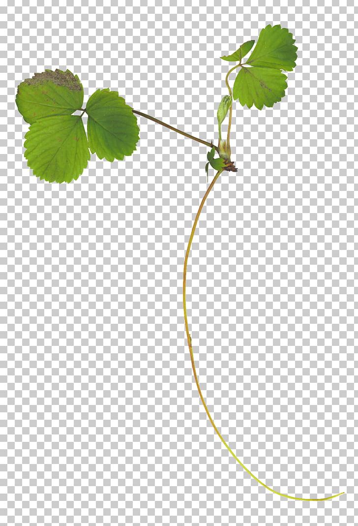 Drawing Leaf Plant Stem PNG, Clipart, Branch, Charms Pendants, Collage, Computer, Creativity Free PNG Download