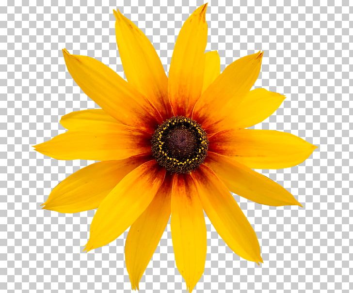 Flower Common Daisy PNG, Clipart, Cut Flowers, Daisy Family, Desktop Wallpaper, Floral Design, Flower Bouquet Free PNG Download