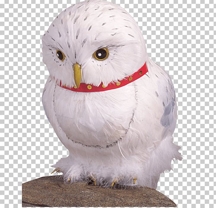 Hedwig The Wizarding World Of Harry Potter Rubeus Hagrid Costume PNG, Clipart, Beak, Bird, Bird Of Prey, Child, Clothing Free PNG Download