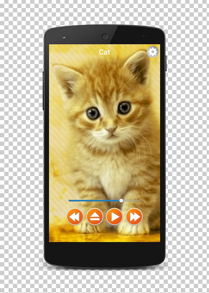 Kitten British Shorthair Popular Cat Names Cuteness Desktop PNG, Clipart, Animals, British Shorthair, Canary Bird, Carnivoran, Cat Like Mammal Free PNG Download