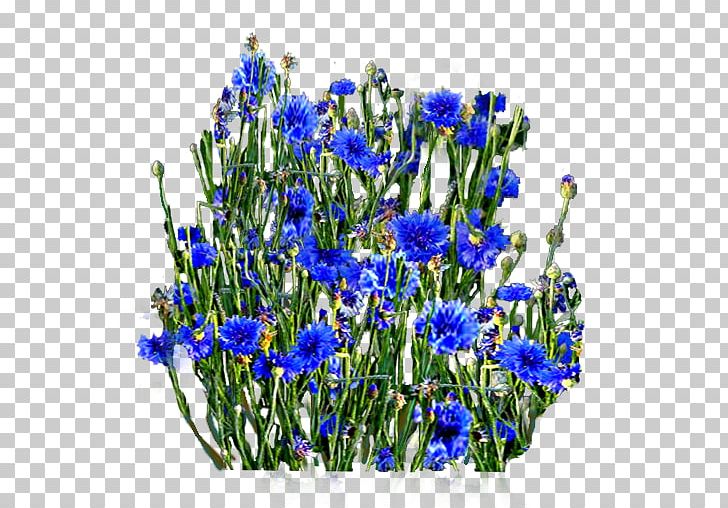English Lavender Cut Flowers Violet PNG, Clipart, Blue, Bluebonnet, Book, Centaurea Cyanus, Cornflower Free PNG Download