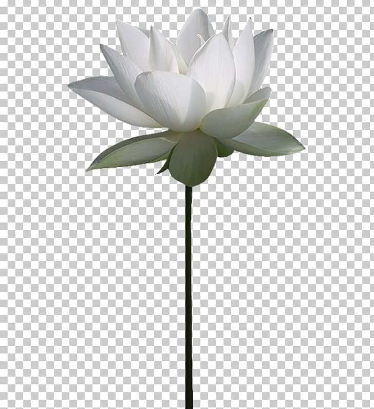 Nelumbo Nucifera File Hosting Service Water Lily PNG, Clipart, Aquatic Plant, Aquatic Plants, Cicek, Cicek Resimleri, Computer Free PNG Download