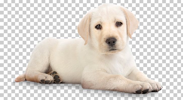 Puppy Labrador Retriever Pet Food PNG, Clipart, Animal, Carnivoran, Cat, Companion Dog, Computer Icons Free PNG Download