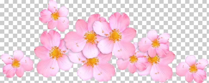 Cherry Blossom Pink M ST.AU.150 MIN.V.UNC.NR AD Flowering Plant PNG, Clipart, Blossom, Cherry, Cherry Blossom, Cicek, Cicekler Free PNG Download