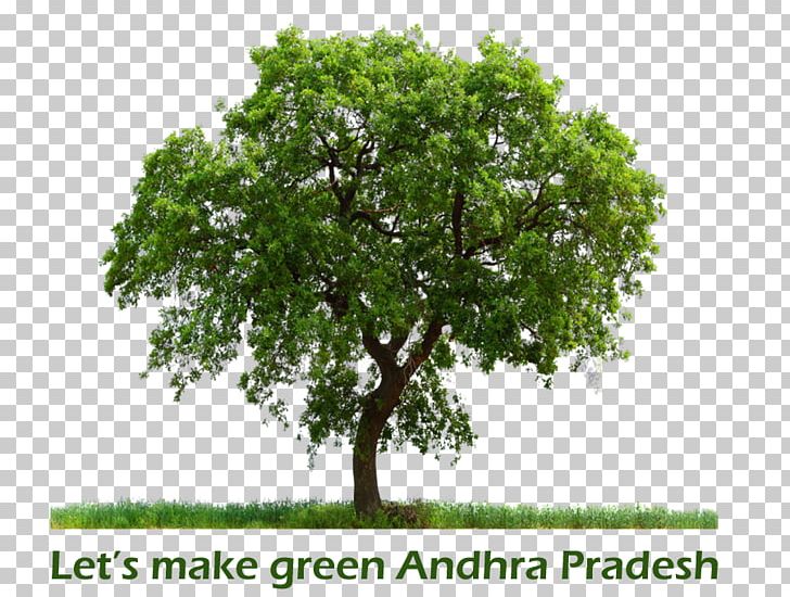 Tree Nature Urban Forest Conservation System PNG, Clipart, Arborist, Branch, Branches, Conservation, Energy Free PNG Download