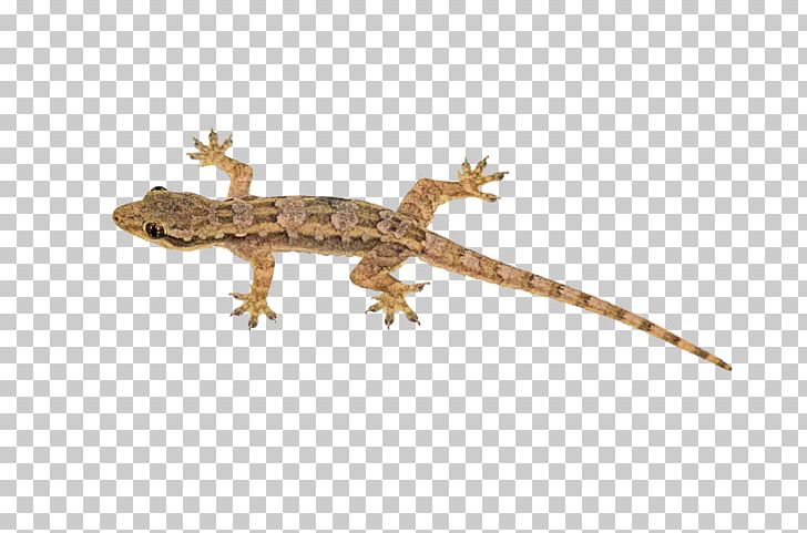 Lizard Reptile House Geckos Sauria Blue-tailed Skink PNG, Clipart, Animals, Blue Tailed Skink, Common Collared Lizard, Fauna, Gecko Free PNG Download