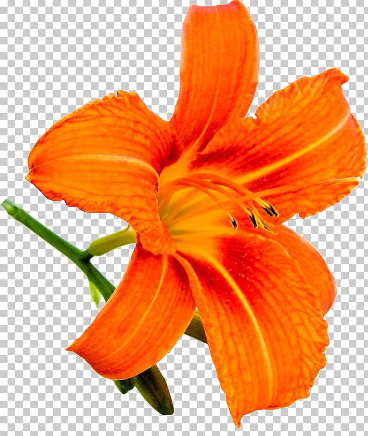 Orange Lily Yellow Daylily PNG, Clipart, Alstroemeriaceae, Cicekler, Cut Flowers, Daylily, Flower Free PNG Download