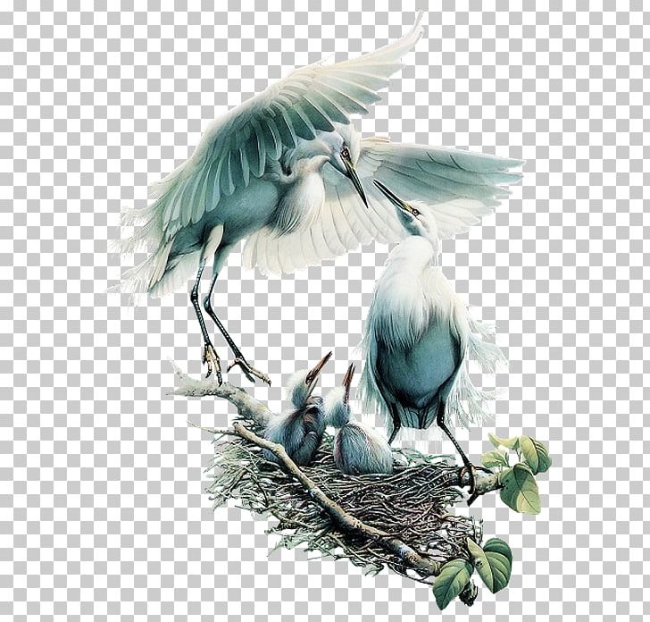Bird Blue Tuesday PNG, Clipart, Animals, Beak, Bird, Blue, Drawing Free PNG Download