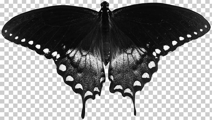 Butterfly High-definition Television Papilio Troilus PNG, Clipart, Arthropod, Black, Black Butterfly, Black Hair, Black White Free PNG Download