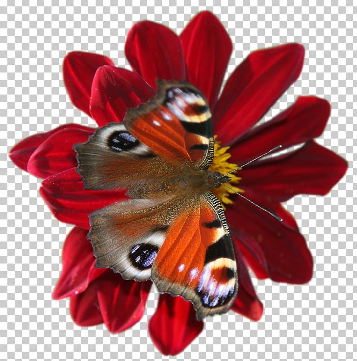Butterfly Insect Flower Quotation PNG, Clipart, Animal, Animals, Beautiful, Blog, Butterflies Free PNG Download