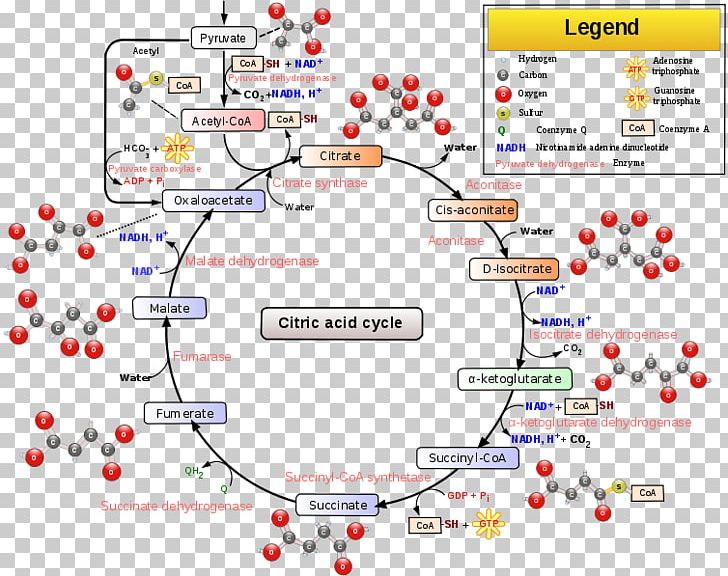 Citric Acid Cycle Tricarboxylic Acid Cellular Respiration Aconitic Acid PNG, Clipart, Acid, Aconitic Acid, Area, Atp Synthase, Biochemistry Free PNG Download