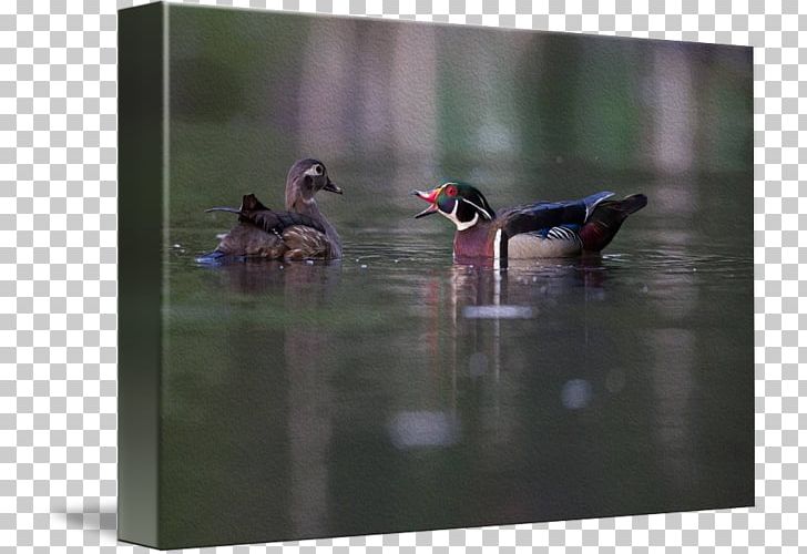 Duck Fauna Water Beak PNG, Clipart, Animals, Beak, Bird, Duck, Ducks Geese And Swans Free PNG Download