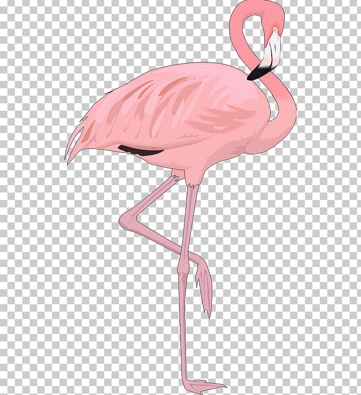 Flamingo Bird PNG, Clipart, Animal, Animals, Basketball Ostrich, Beak, Blog Free PNG Download