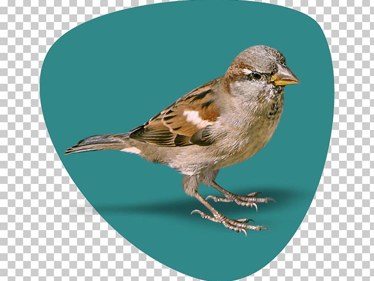House Sparrow RGB Color Model PNG, Clipart, American Sparrows, Animal, Beak, Bird, Chinese Bird Free PNG Download