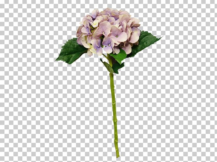 Hydrangea Cut Flowers Plant Stem PNG, Clipart, Cornales, Cut Flowers, Flower, Flowering Plant, Hydrangea Free PNG Download