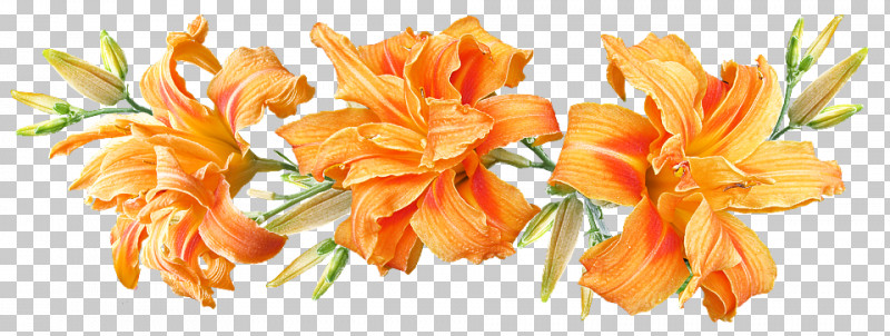 Daylilies Flower Orange Lily Plant Stem Madonna Lily PNG, Clipart, Daylilies, Easter Lily, Flower, Lily, Madonna Lily Free PNG Download