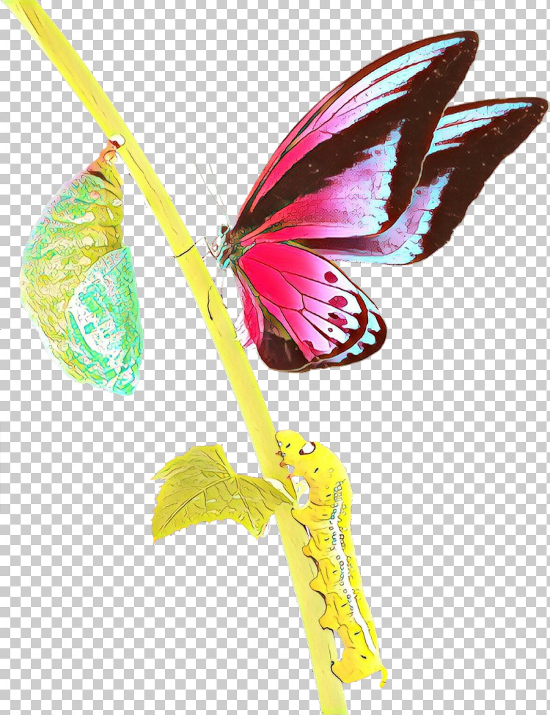 Pink Insect Butterfly Wing Plant PNG, Clipart, Anthurium, Butterfly, Flower, Insect, Moths And Butterflies Free PNG Download
