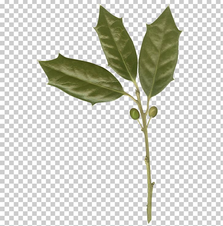 Leaf Twig Green PNG, Clipart, Branch, Foliage, Green, Holly, Leaf Free PNG Download