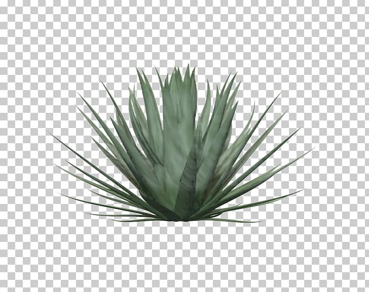 Plant Yucca Faxoniana Tree Strelitzia Reginae Flowerpot PNG, Clipart, Agave, Agave Azul, Agave Nectar, Aloe, Aloe Vera Free PNG Download