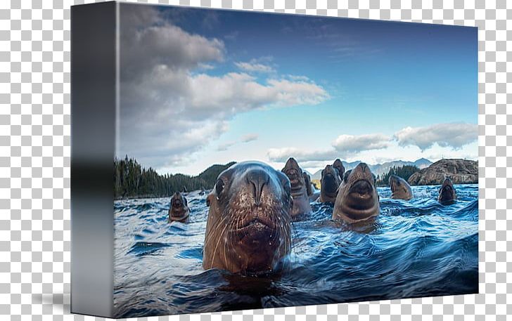 Sea Lion Frames Gallery Wrap Marine Mammal PNG, Clipart, Art, Canvas, Gallery Wrap, Inlet, Mammal Free PNG Download