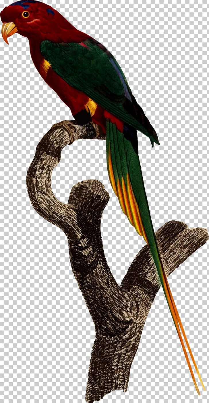 Superb Parrot Bird Parakeet Macaw PNG, Clipart, Animal, Animals, Beak, Bird, Common Pet Parakeet Free PNG Download