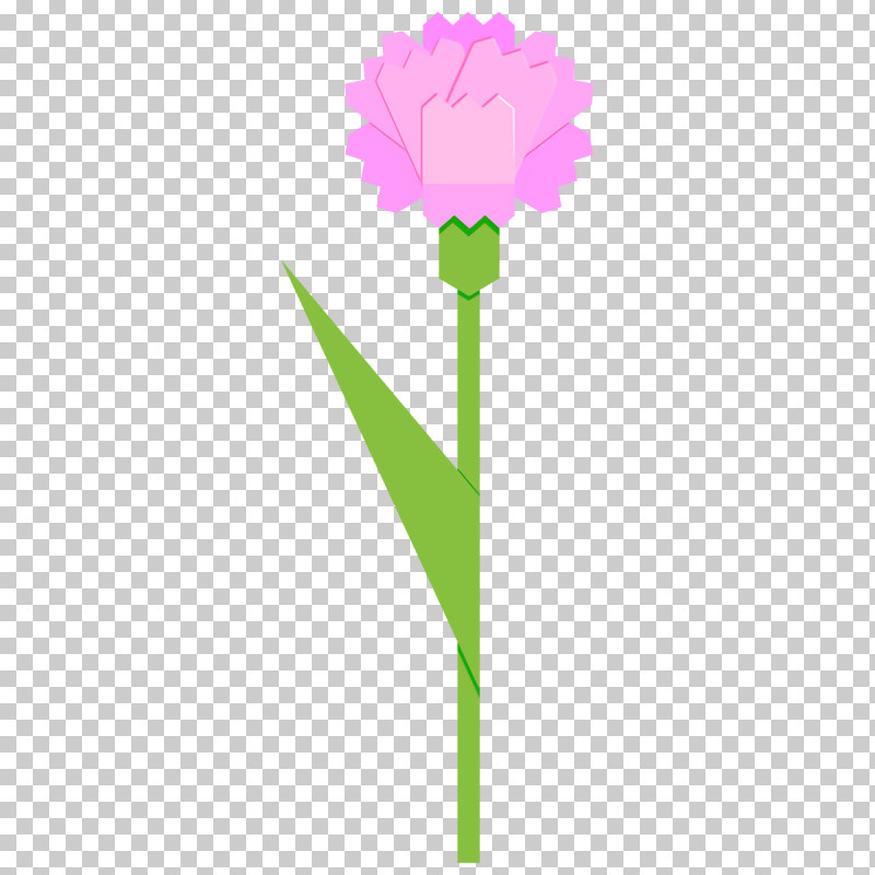 Carnation Flower PNG, Clipart, Carnation, Cut Flowers, Flower, Pink, Plant Free PNG Download