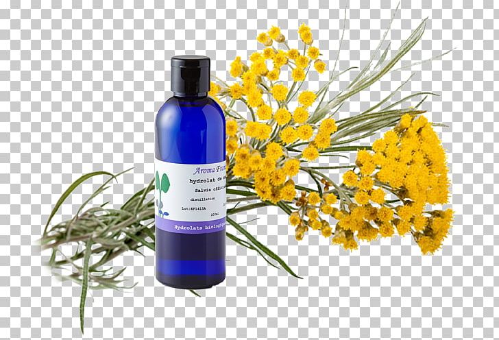 Curry Plant Helichrysum Arenarium Essential Oil Wound Herbalism PNG, Clipart, Aromatherapy, Chemistry, Curry Plant, Essential Oil, Everlasting Flowers Free PNG Download
