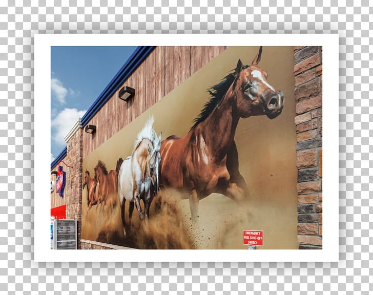 Horse Waco Motorway Services Stallion Halter PNG, Clipart, Animals, Car, Car Park, Halter, Horse Free PNG Download