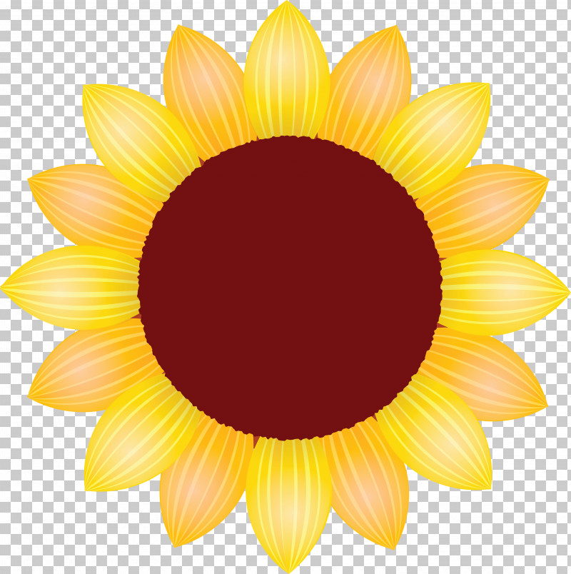 Sunflower Petal Flower PNG, Clipart, Asterales, Blackeyed Susan, Daisy Family, Flower, Gazania Free PNG Download