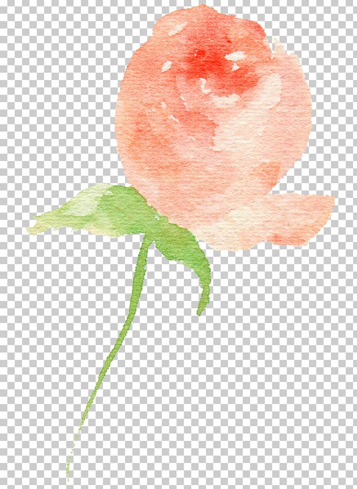 Rose Bud PNG, Clipart, Bud, Designer, Download, Drawing, Euclidean Vector Free PNG Download