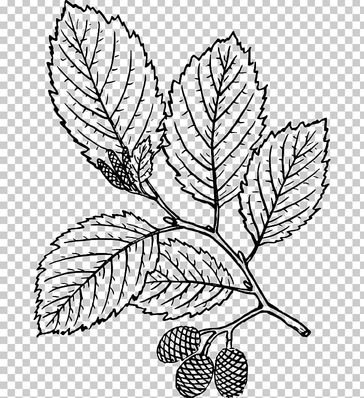 Tree Leaf Red Alder Coloring Book PNG, Clipart, Alder, Arumlily, Autumn Leaf Color, Black And White, Botany Free PNG Download