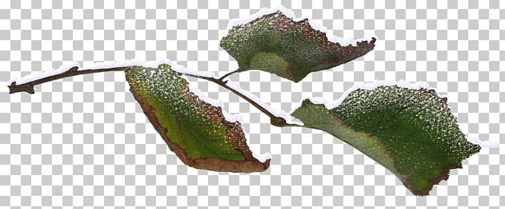 Twig Leaf Branch Tree Plant Stem PNG, Clipart, Branch, Christmas, Computer, Download, Encapsulated Postscript Free PNG Download